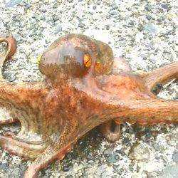 ダイソーエギ最強！コウイカ、タコ